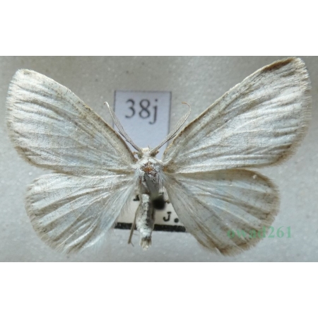Cabera exanthemata (Scopoli, 1763) Ciemnokres brzozowiec Czech38j